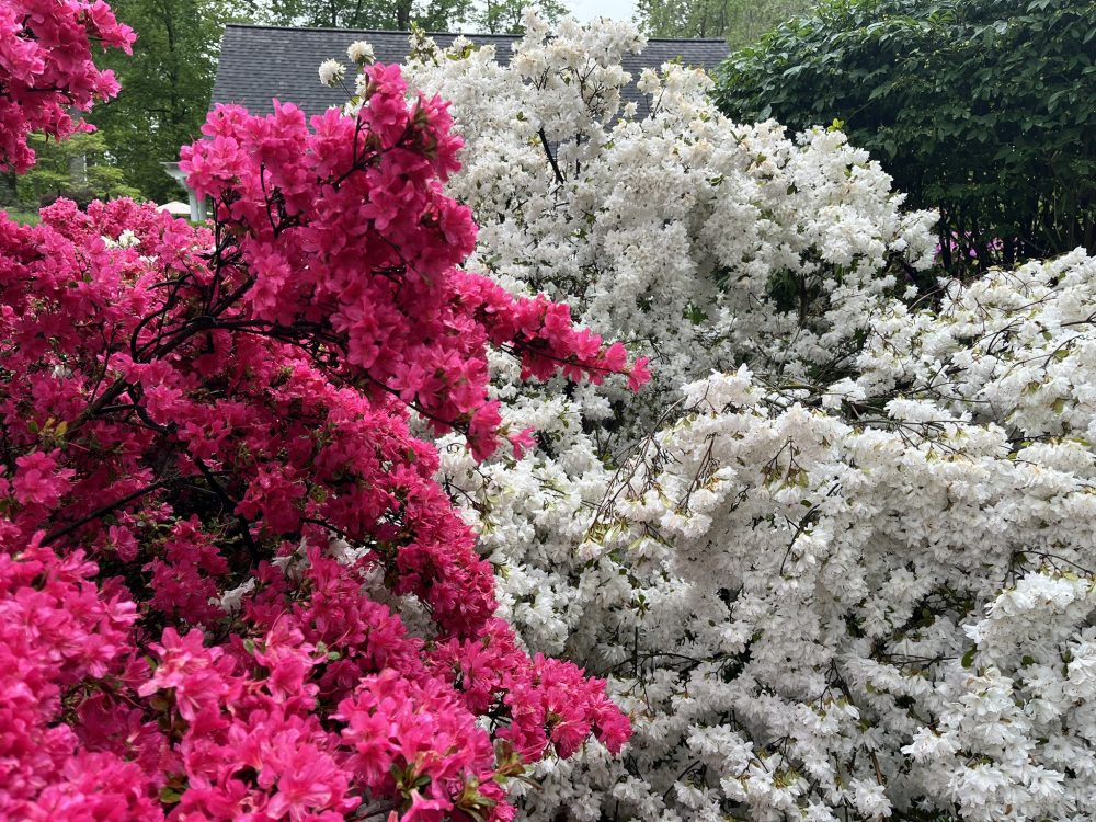 Lasting Landscapes by Carol