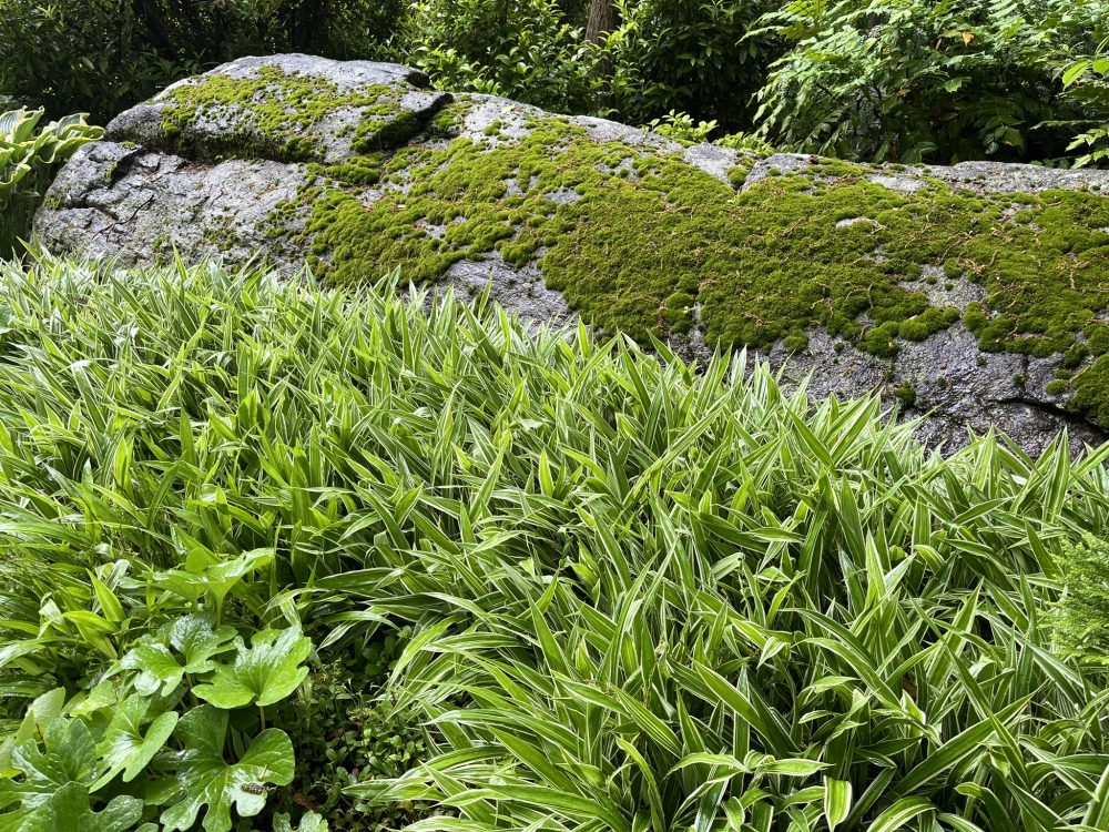 Lasting Landscapes by Carol