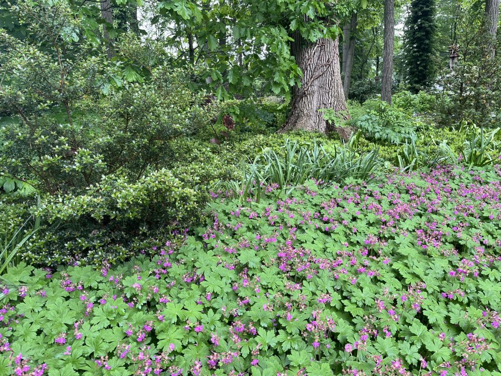 Lasting Landscapes by Carol