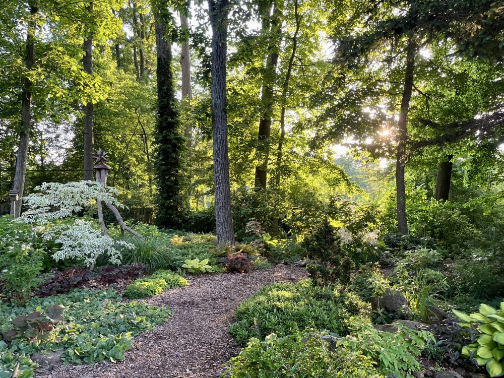 Backlit woodland scene