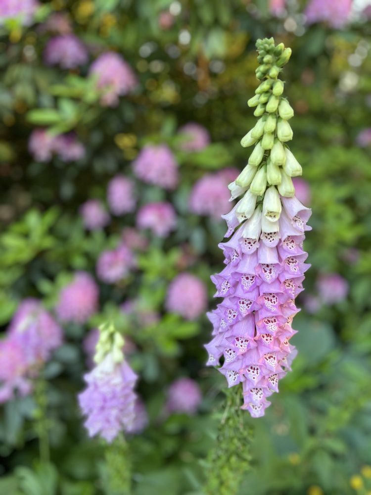 Foxglove blooms in purple and white with purple flowering rhodo in the background
