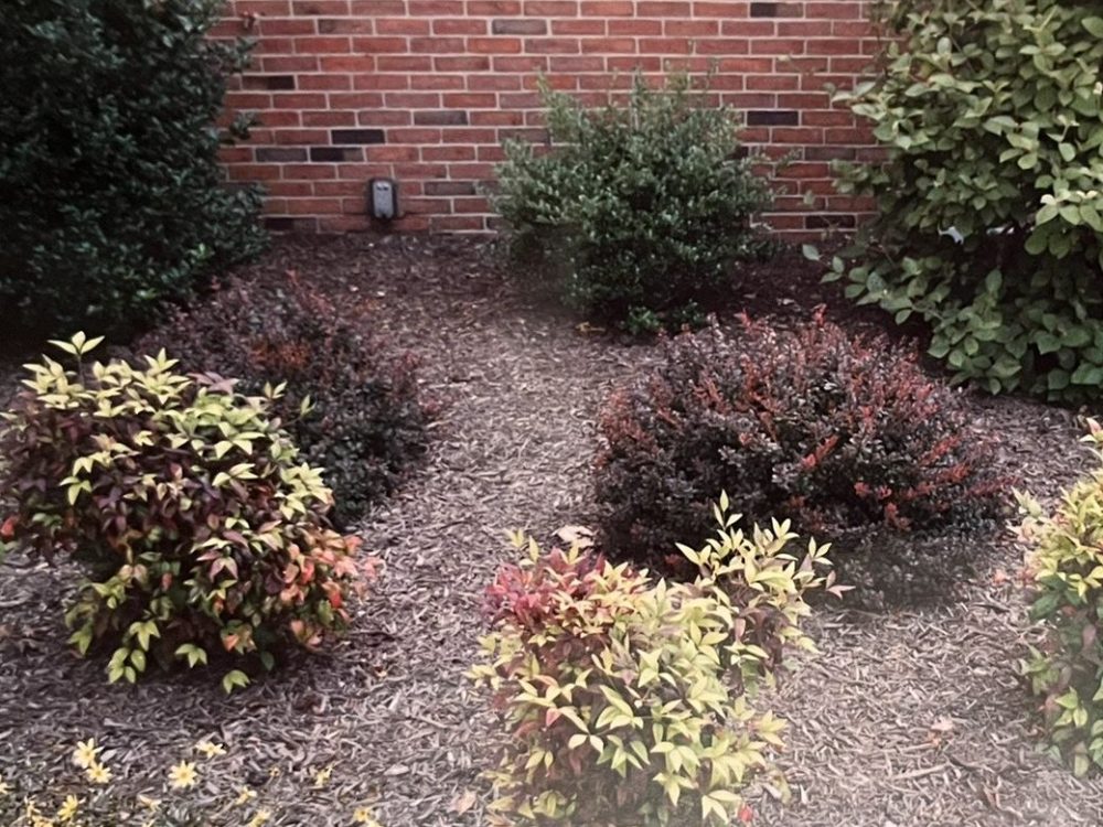 Lasting Landscapes by Carol