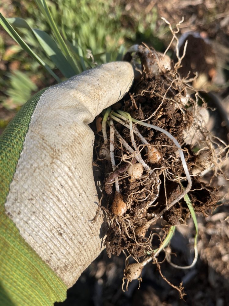 handful of snowdrop bulbs ready for transplanting Lasting Landscapes by Carol