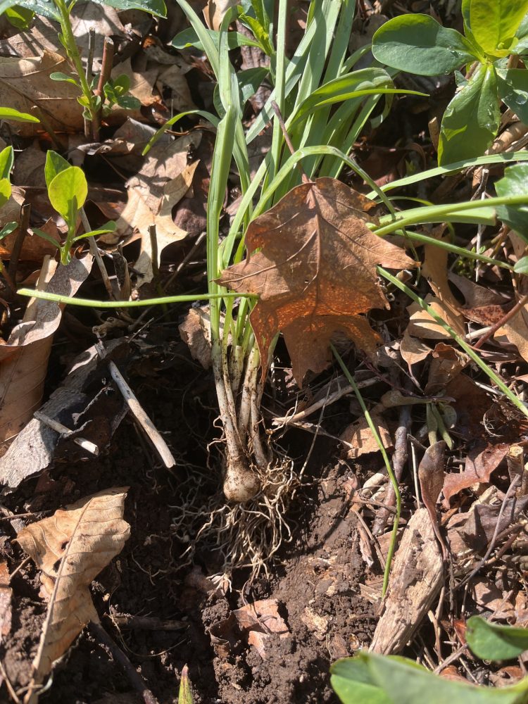 snowdrop bulbs being placed in the landscape Lasting Landscapes by Carol