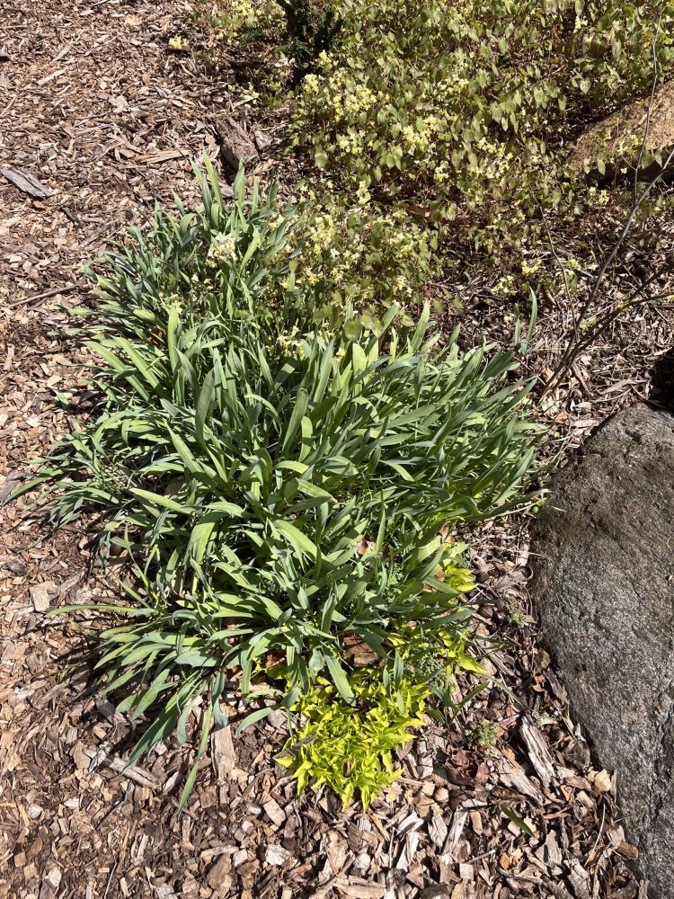 Clump of snowdrop foliage that needs to be divided Lasting Landscapes by Carol
