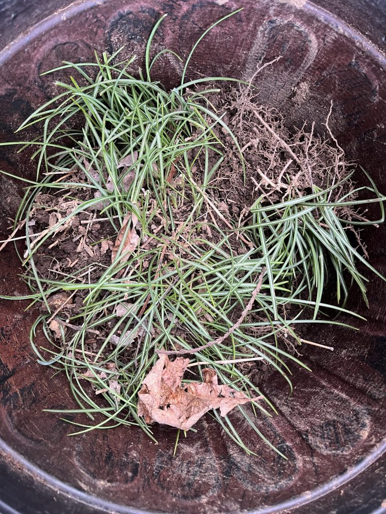 bucket of crocus plants ready for planting Lasting Landscapes by Carol