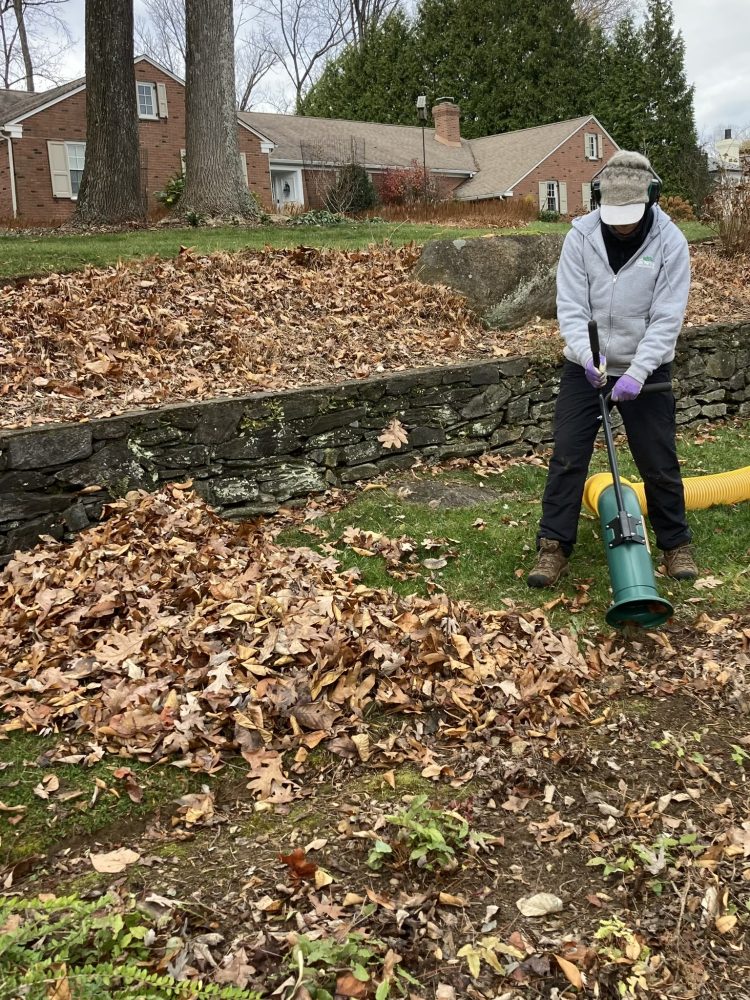 person using leaf vacuum to collect leaves