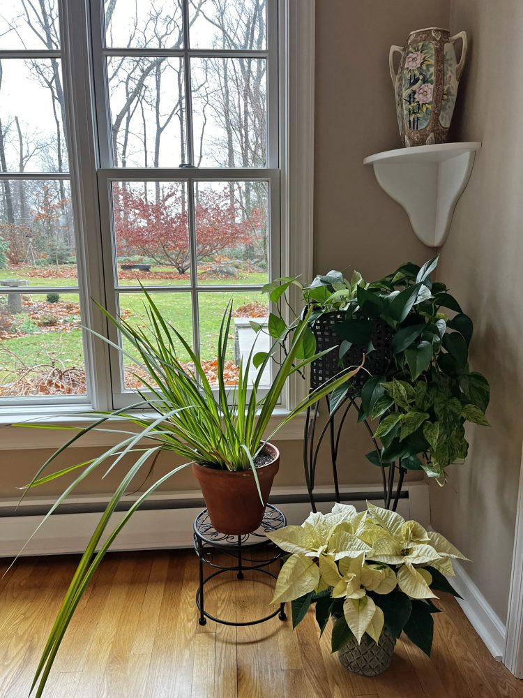 Lasting Landscapes by Carol