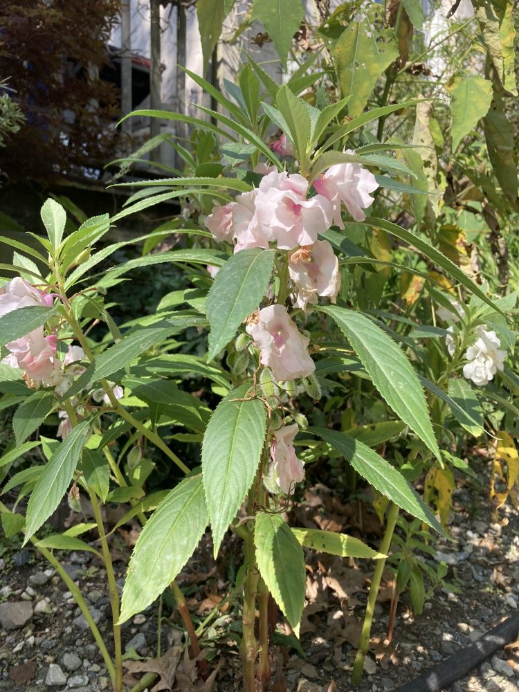 pale pink blooms on upright plant with long green leaves