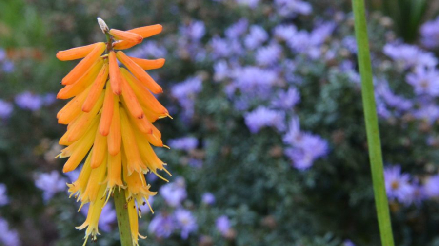 orange kniphofia bloom with purple aster in the background