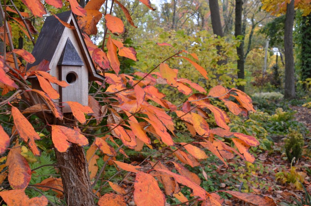 red leaves of nyssa with bird house in middle lasting landscapes by carol