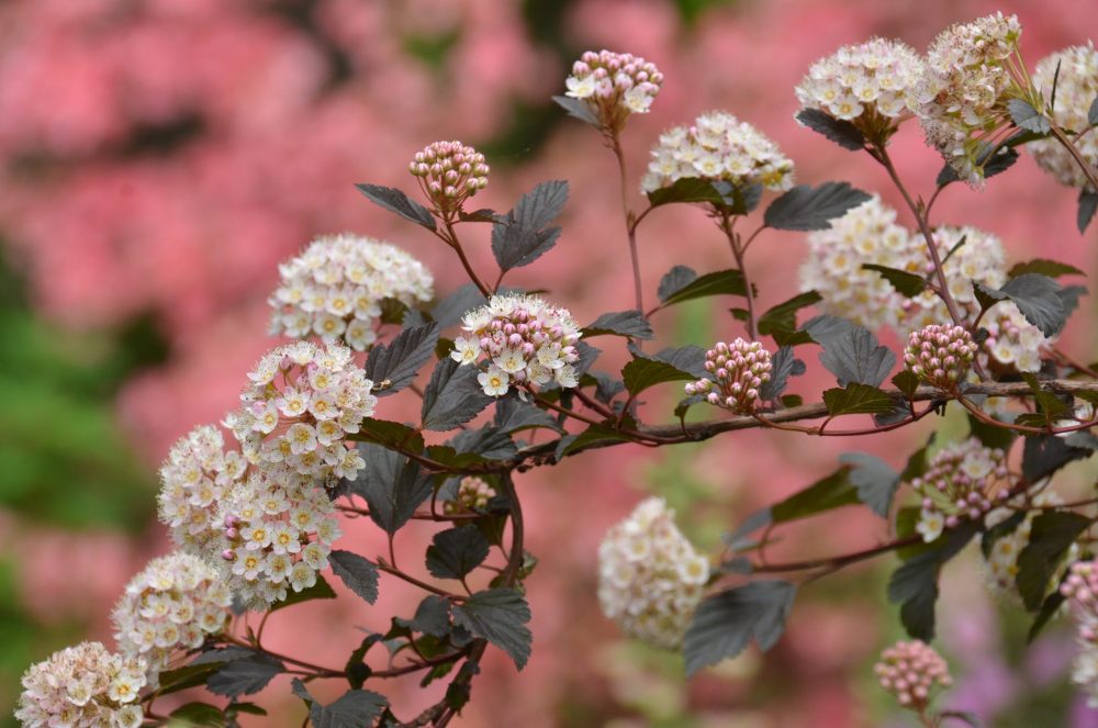 picture of physocarpus blooms with a pink background