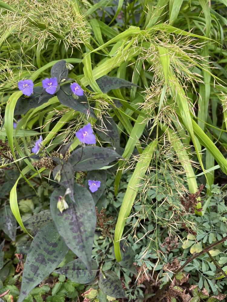 yellow grass and purple flowers mottled foliage