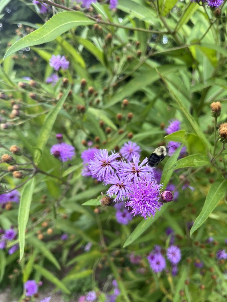 Lasting Landscapes by Carol photo purple flower in bloom with bumble bee