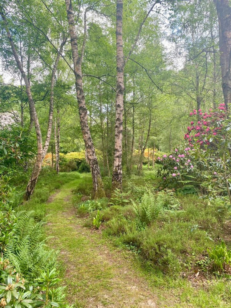 Lasting Landscapes by Carol woodland garden path at munstead wood
