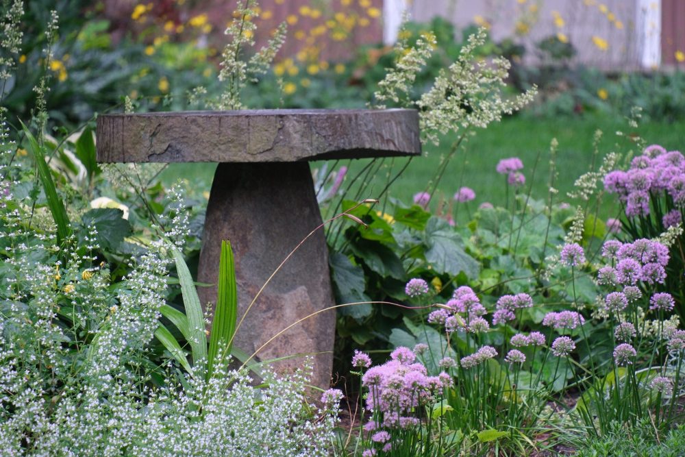 stone bird bath surrounded by plantings of purple allium and white calamintha