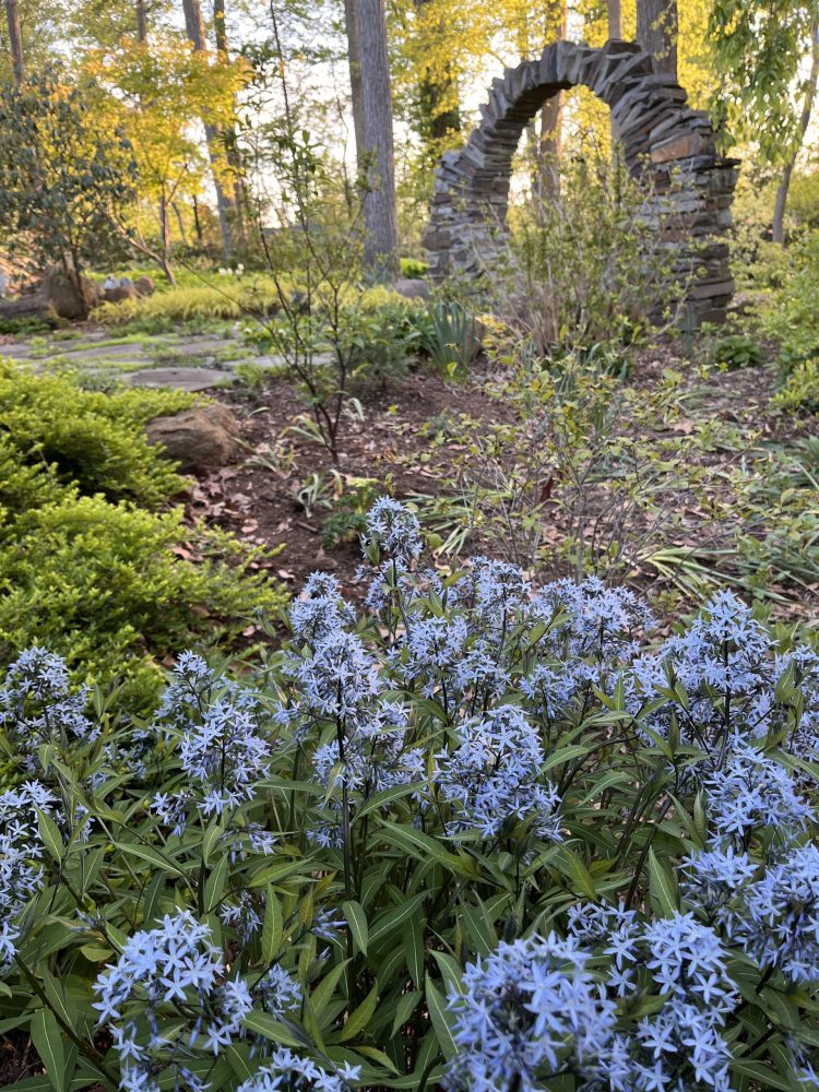 blue flowers on amsonia with stone moon gate in background