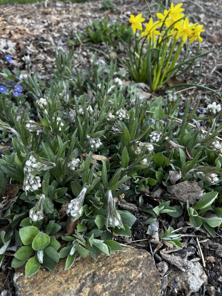 flowers on antennaria plant