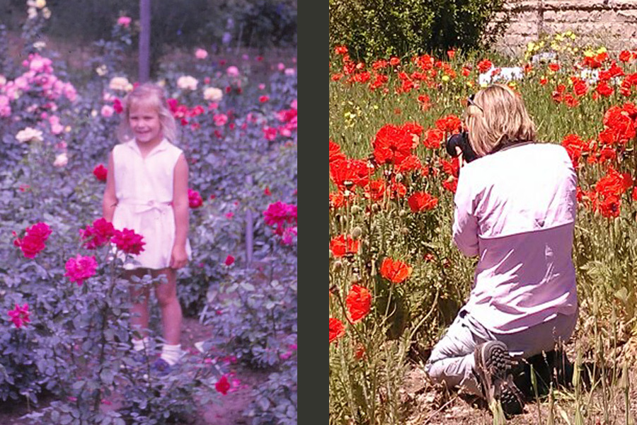 split photo young blond girl in pink in rose garden with red roses