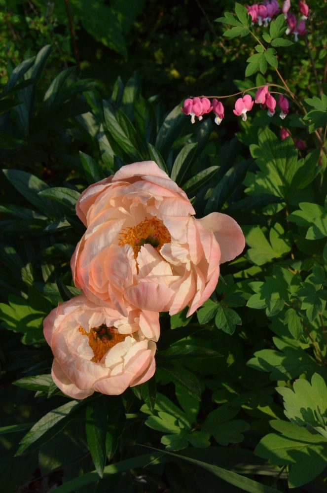 Lasting Landscapes by Carol