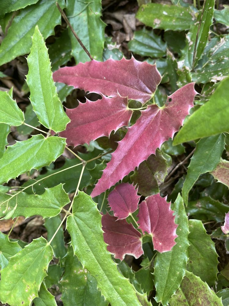 red and green leaves with spines on epimeidum plant