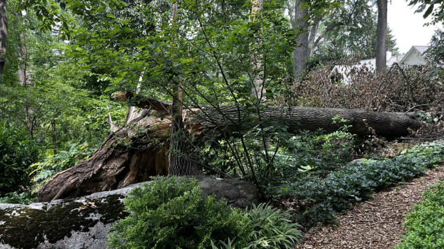 Lasting Landscapes by Carol fallen log in woods