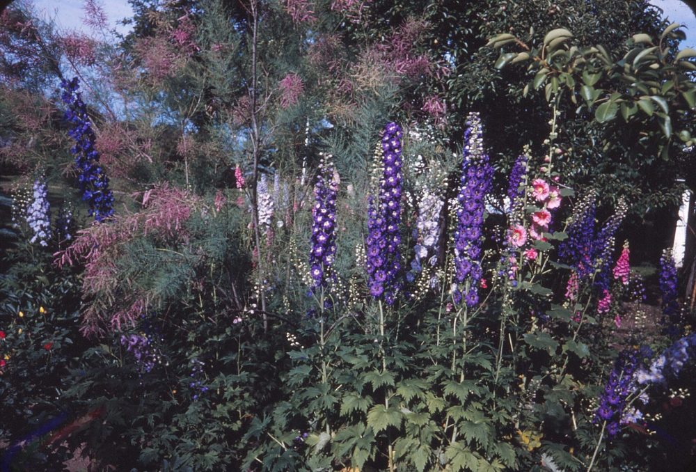purple and white delphinium in a garden bed