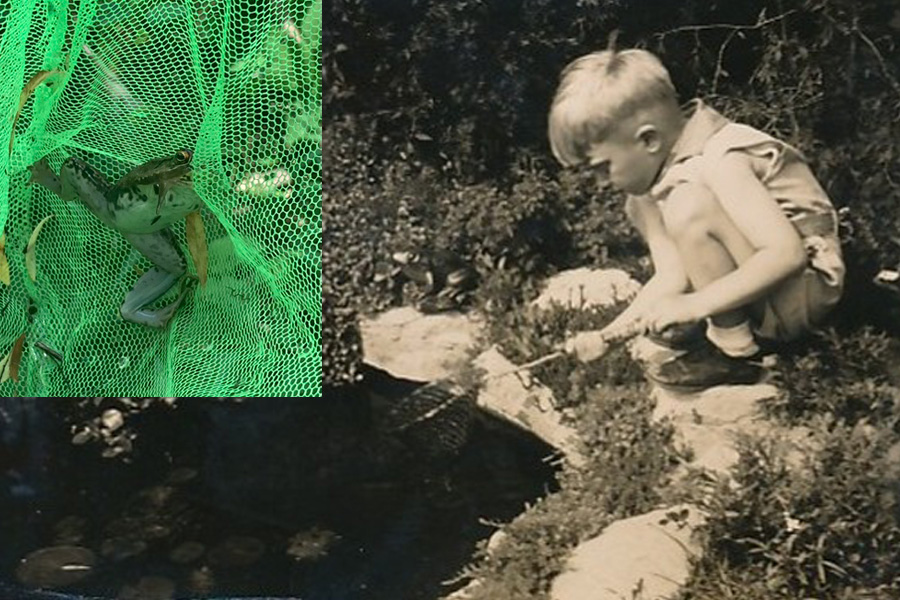 young boy with net catching frogs and frog in net in insert