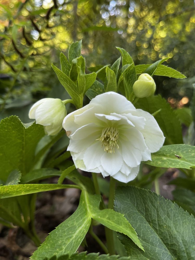 white hellebore flower with buds