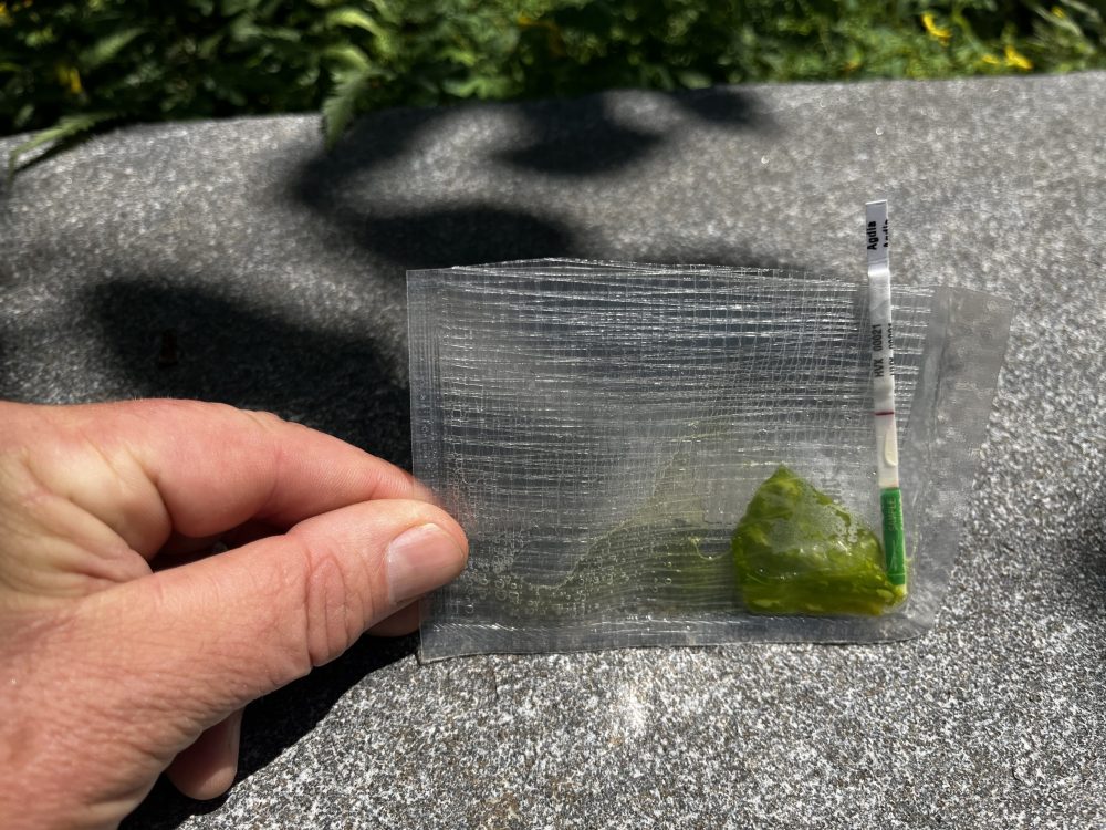 hosta test kit with hand holding sample in solution with test strip