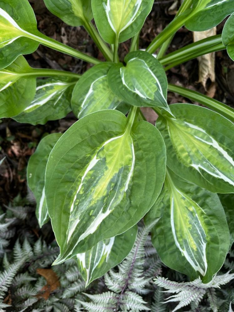 hosta leaves showing ink bleed near center