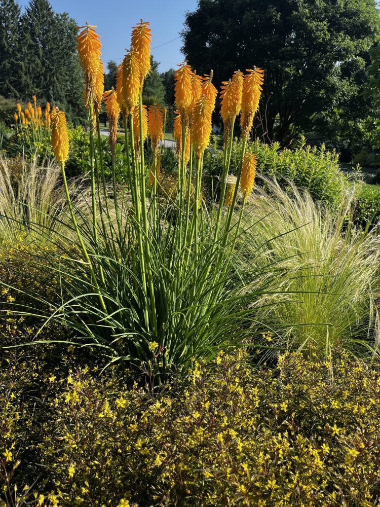 orange kniphofia and nasella in a garden
