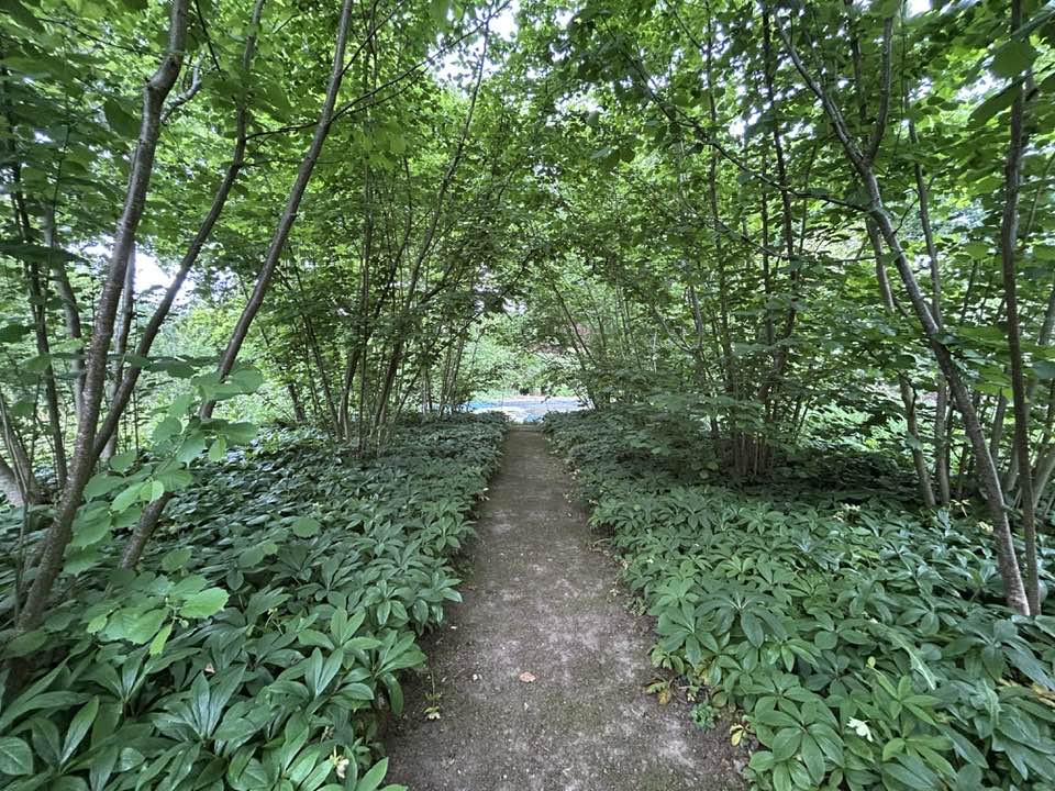 Lasting Landscapes by Carol. Hellebores lining a woodland path at Munstead wood