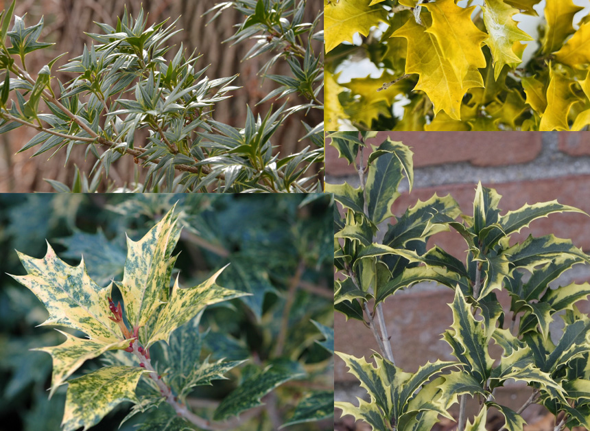 a collage of photos of osmanthus plants in varying colors of green and yellow