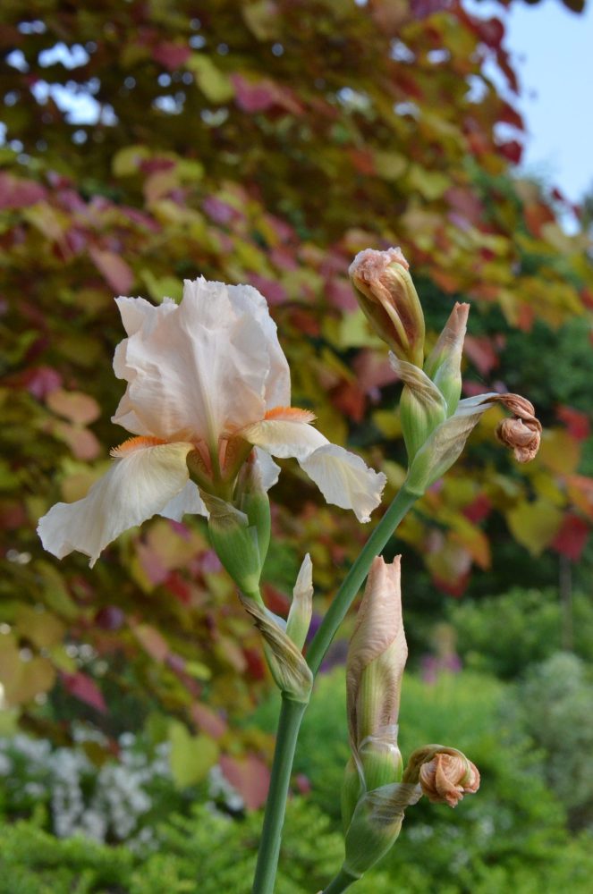 Lasting Landscapes by Carol