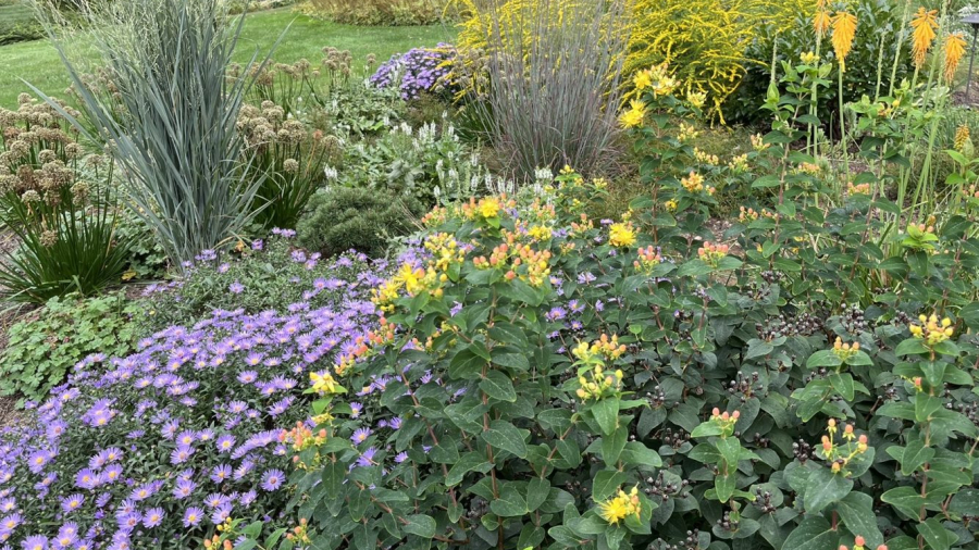 Lasting Landscapes by Carol blooming plants in fall garden - grasses berries and blooms in purple, yellow and orange
