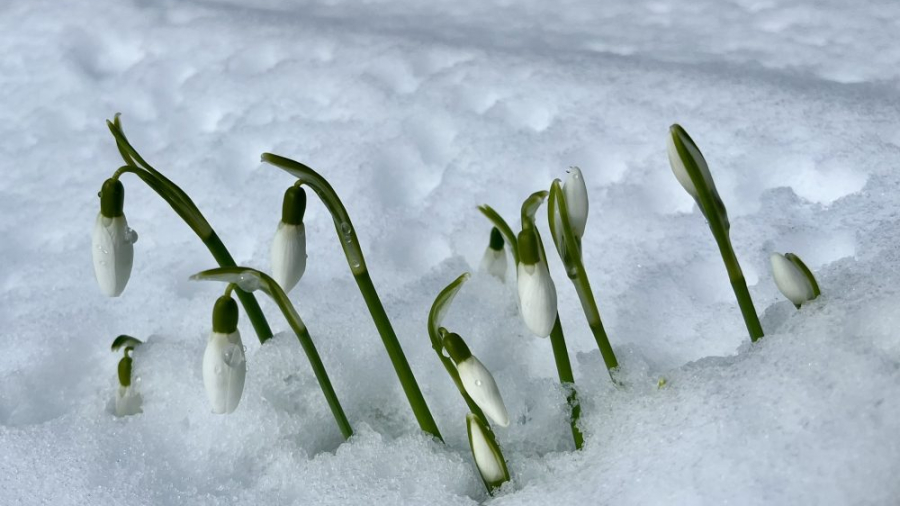 Lasting Landscapes by Carol