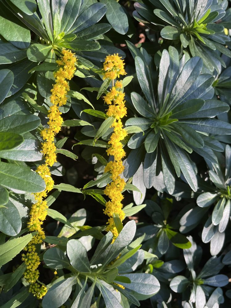 Lasting Landscapes by Carol yellow Solidago weaving through glossy green leaves of Euphobia