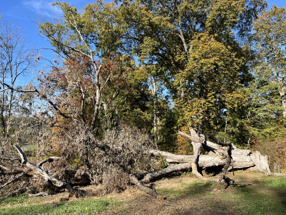 fallen oak in field